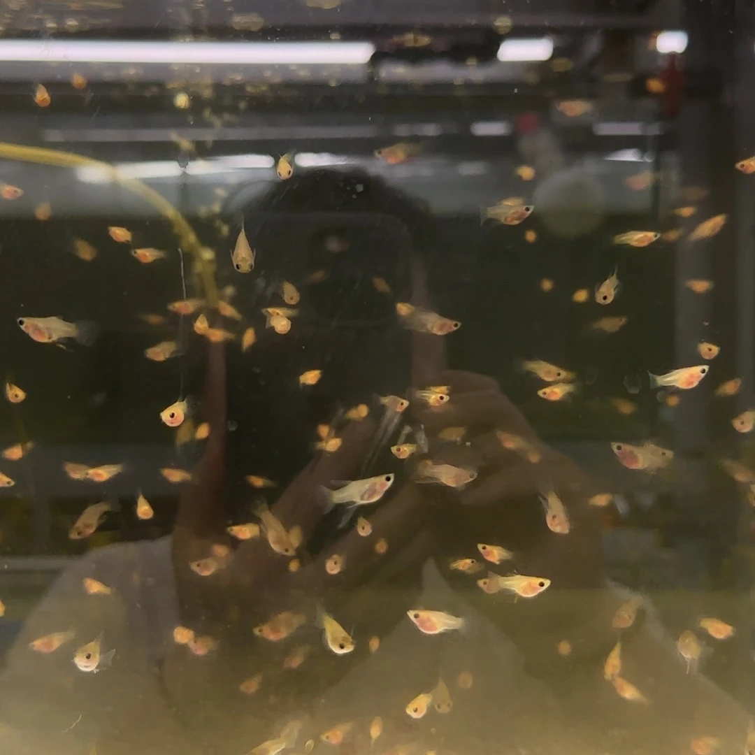 孔雀鱼野生色玻璃猫苗10条