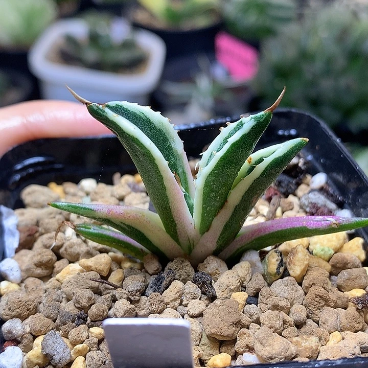 龙舌兰龅牙锦侧芽长成