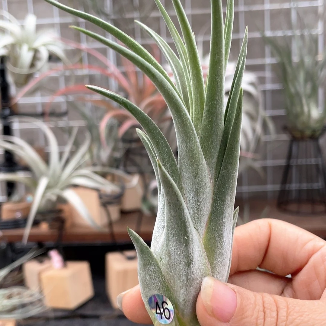 蛇精侧芽46号空气凤梨