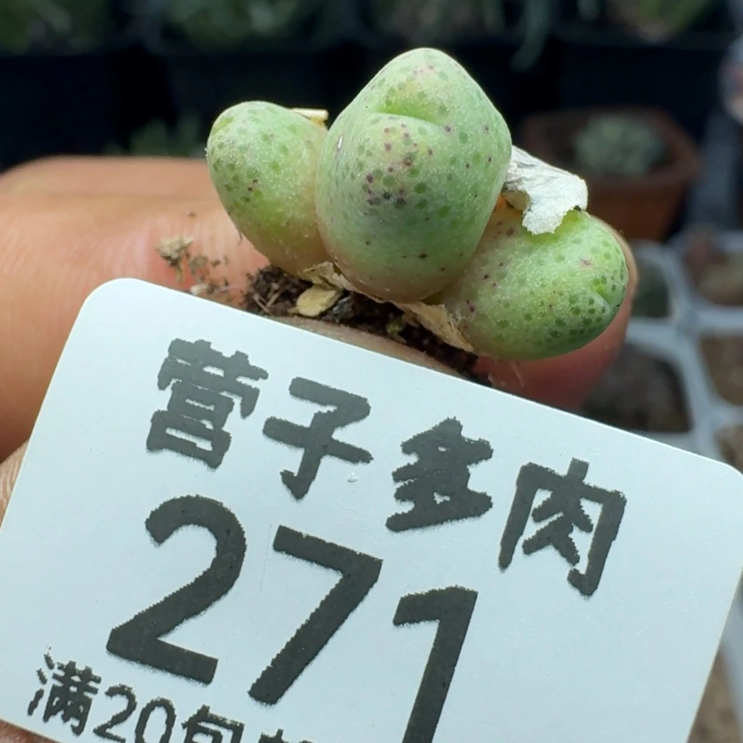 斑马955。