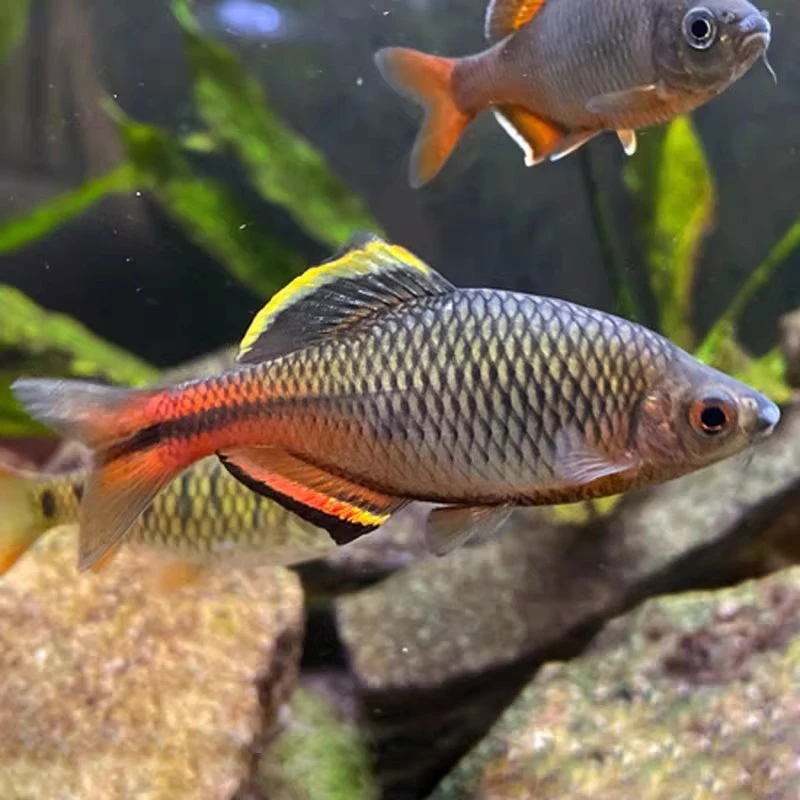 广齐汕尾齐观赏鱼齐氏鱊小型鳑鲏小型原生冷水鱼溪流鱼旁皮活体鱼