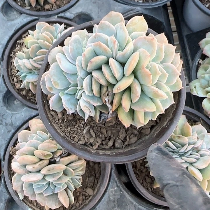 鱼*?青蛙王子儿童牙膏套装11