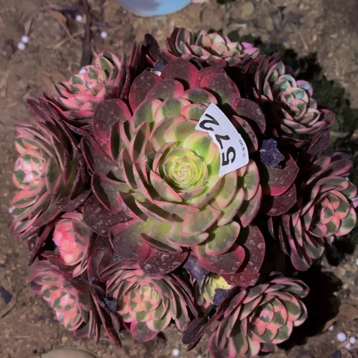 572半糖荔枝多肉植物不售后