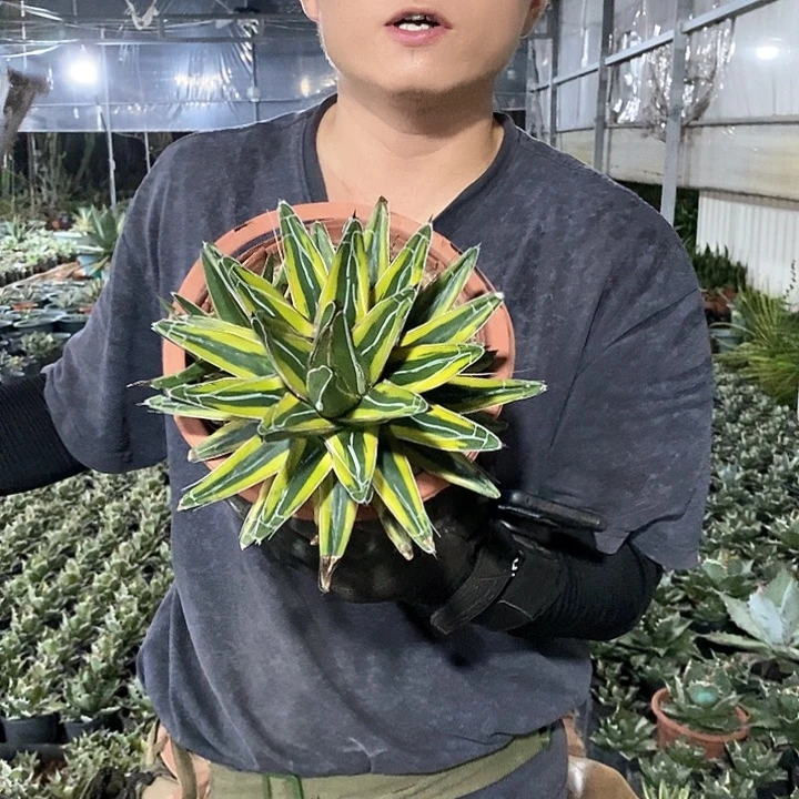 20公分左右金山。