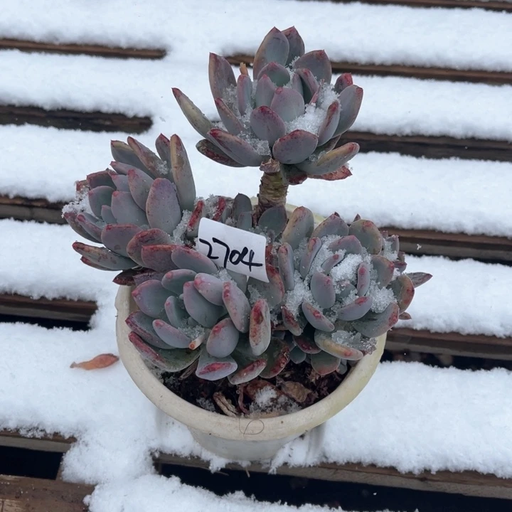 佳**麻2704灰姑娘CC多肉