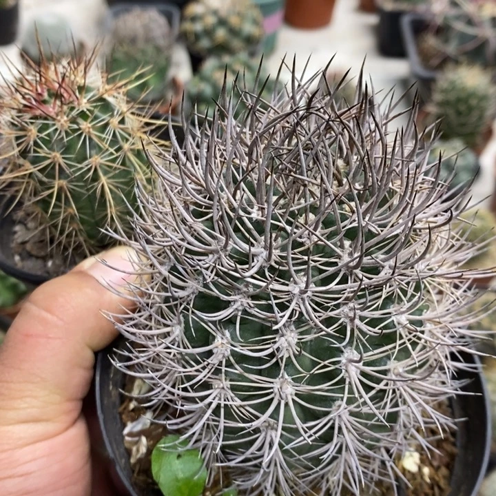 王****逆豹丸幻虾特价包邮