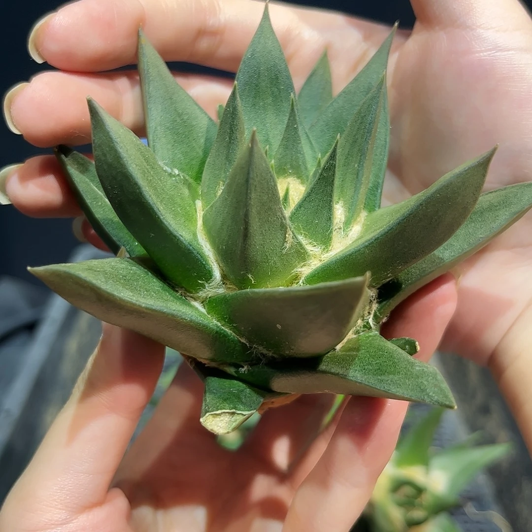 11cm实生大龙牙牡丹萝卜根