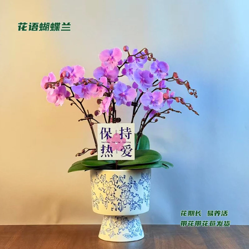 蝴蝶兰【禹城王子】 带花带花苞发货 室内客厅阳台花卉 好养易活