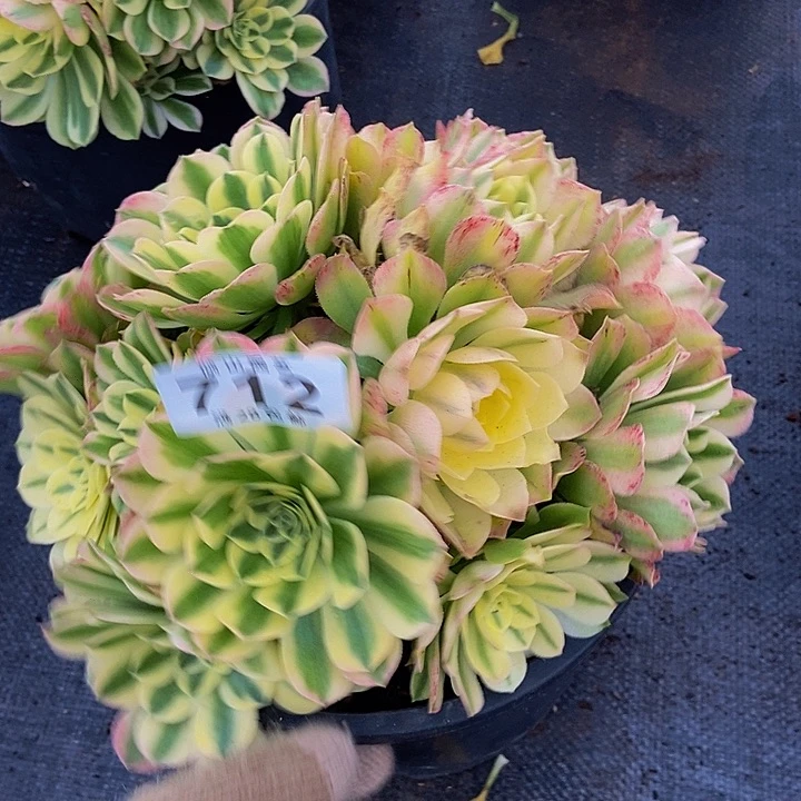 孙*空712号多肉植物中奖