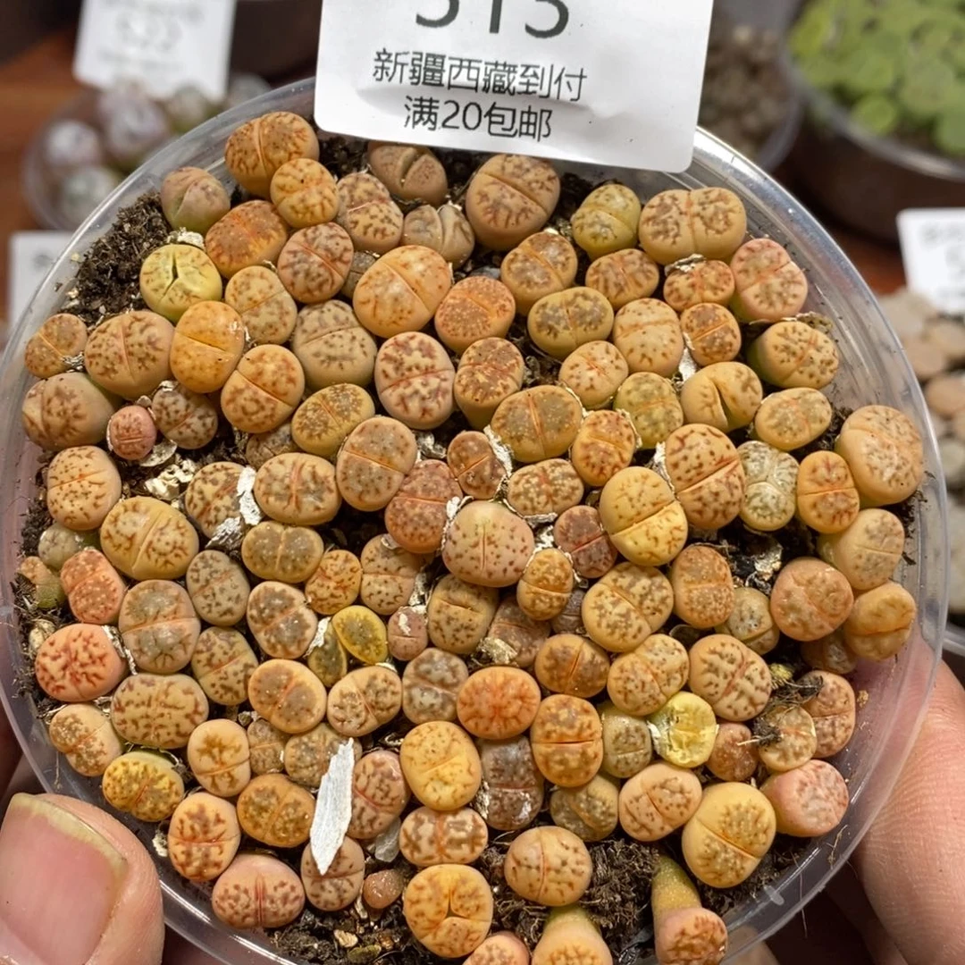 多肉蛋炒饭（丽红）513