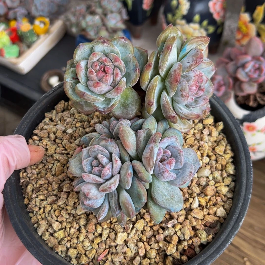 新年快乐 新年快乐