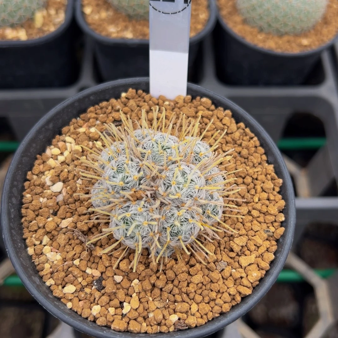 桐***生杜威娜娜多肉植物带盆土224