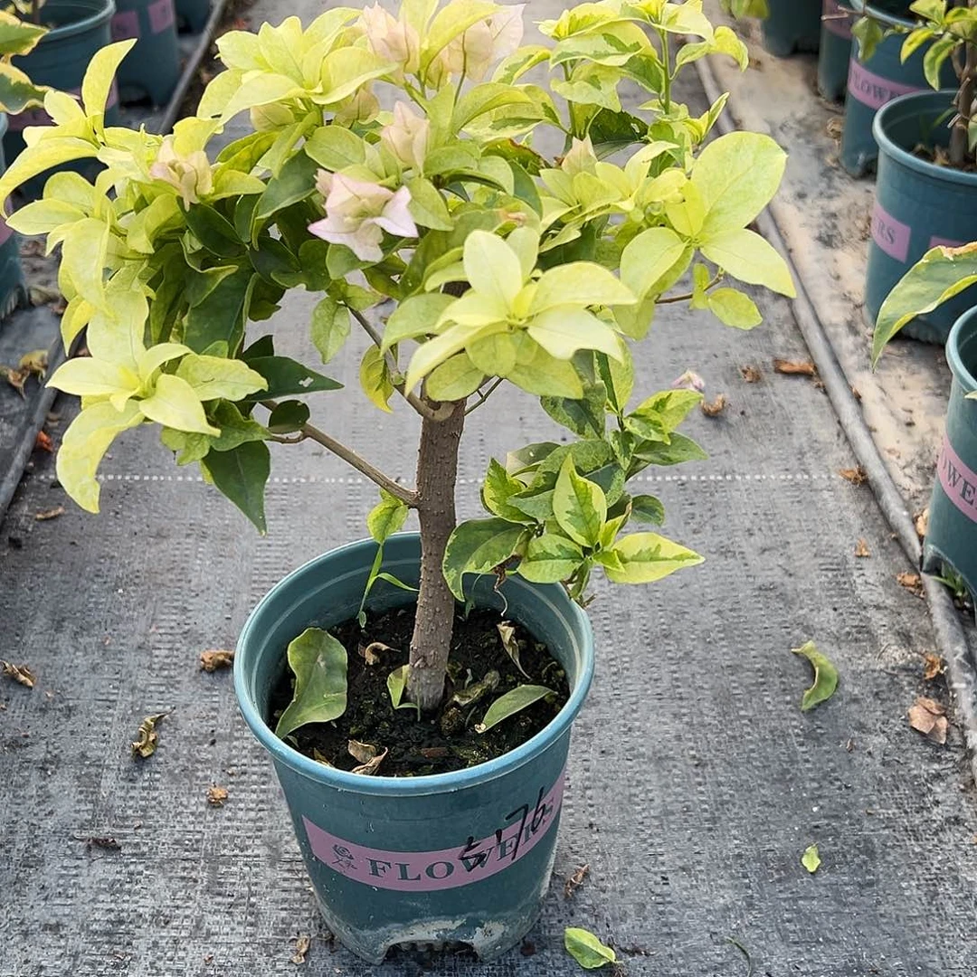 草***草完全开放粗杆 金边叶丽娜金斑叶丽娜同株 5176