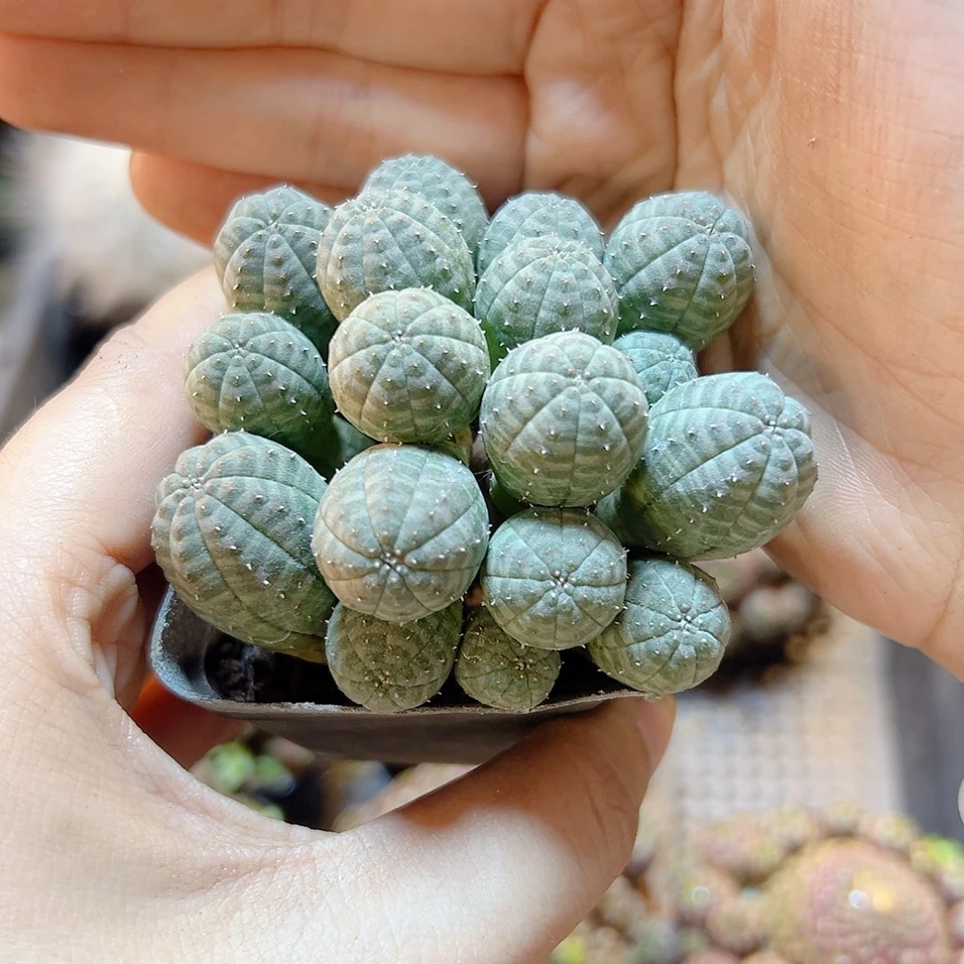 8号自根布纹球群7.2公分带盆