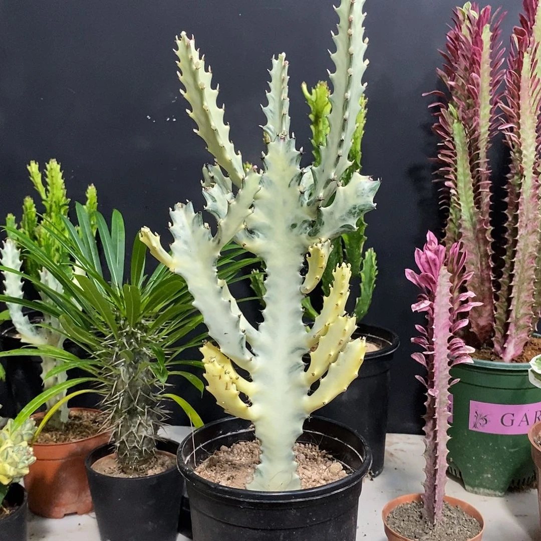 无花朵白龙骨一物一拍