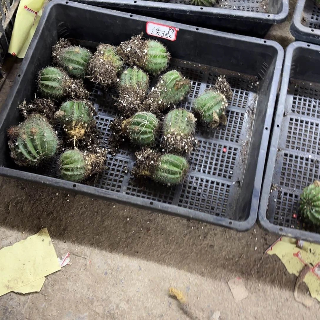 有根球三个品种微瑕