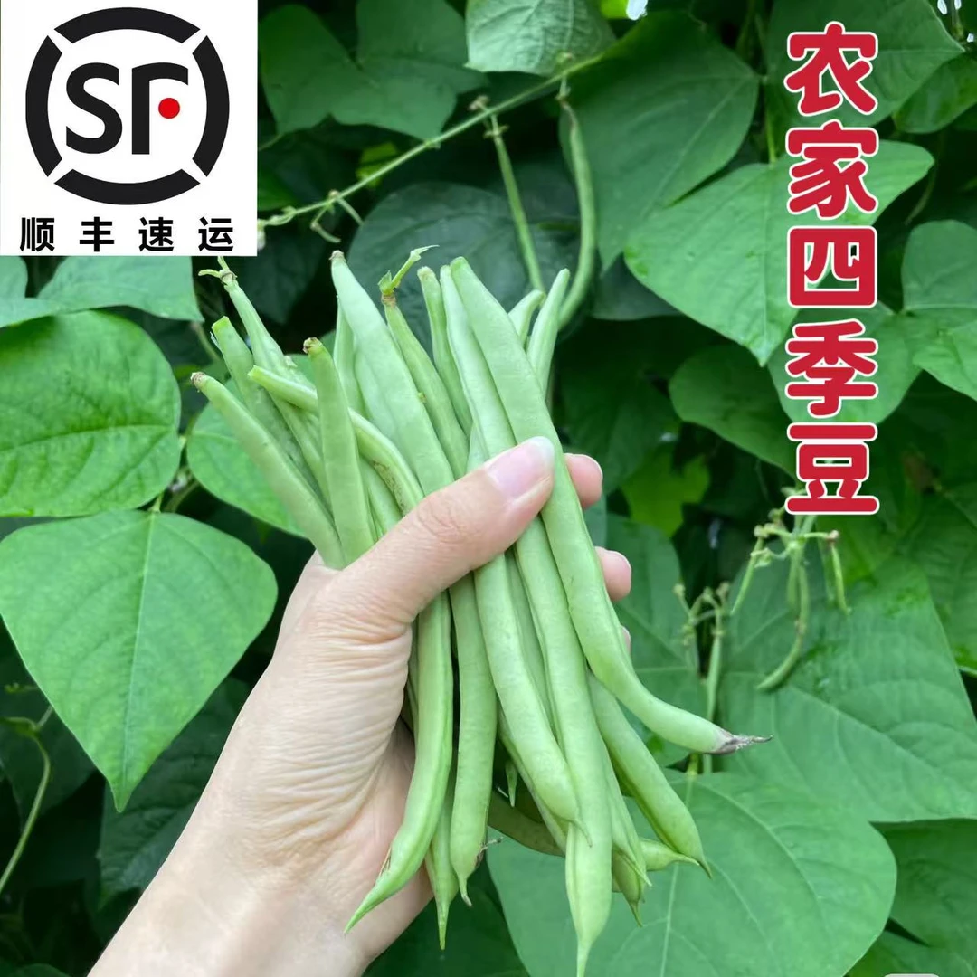 顺丰包邮苏北四季豆农家自种刀豆鲜嫩现摘芸豆露天扁长豆角豆类