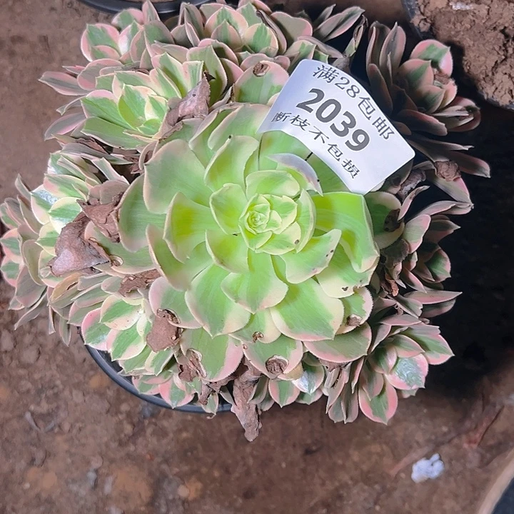 2039女妖多肉植物保护