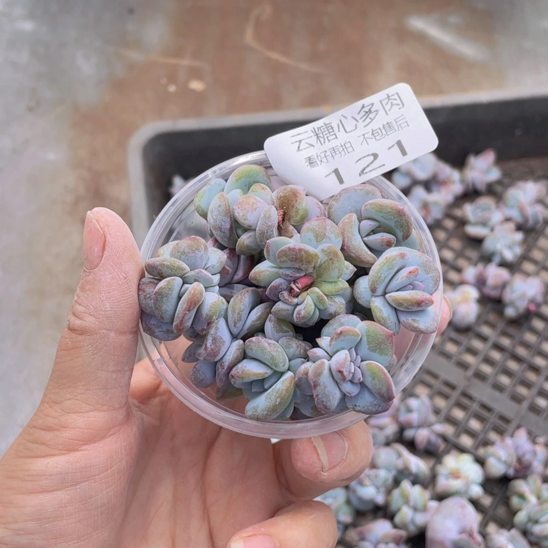 云糖心多肉植物121