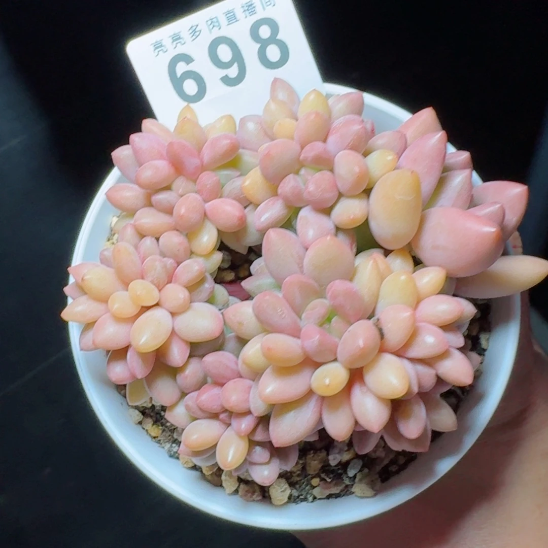桃花源缀化            精美多肉植物