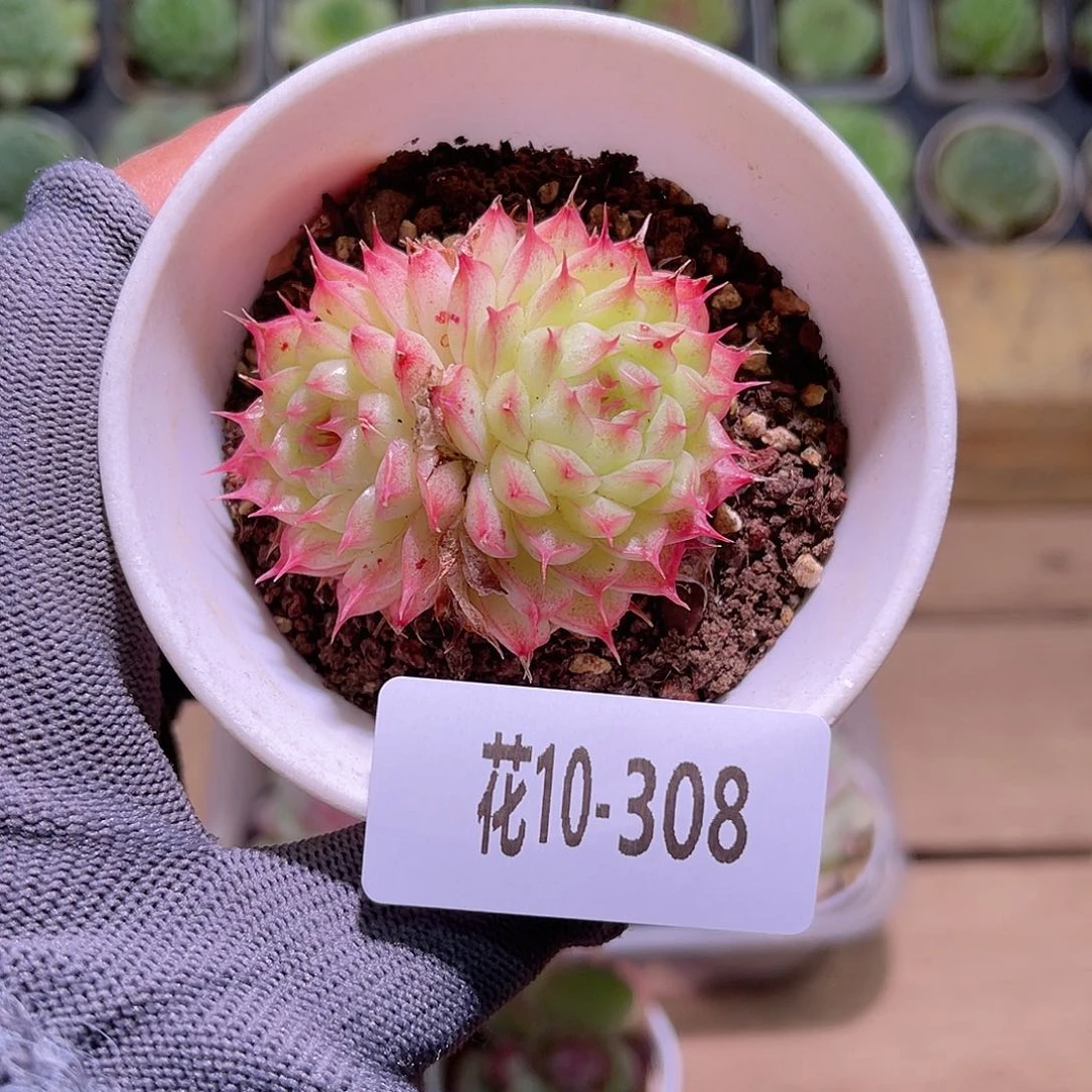 花10-308海王双头