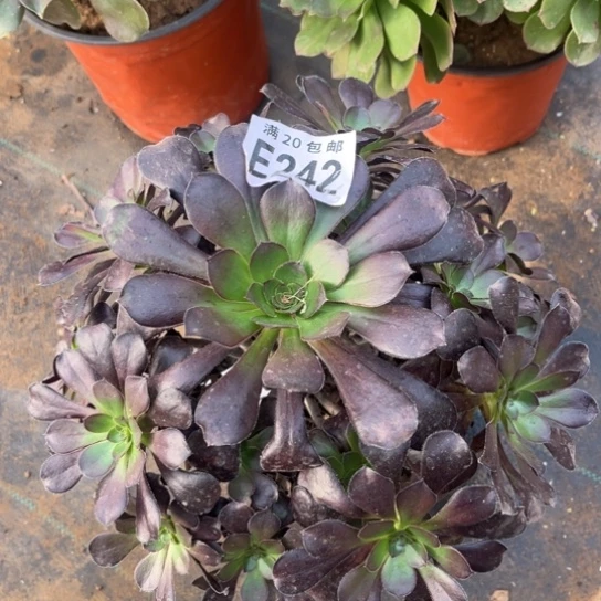 242黑元叶不包断枝