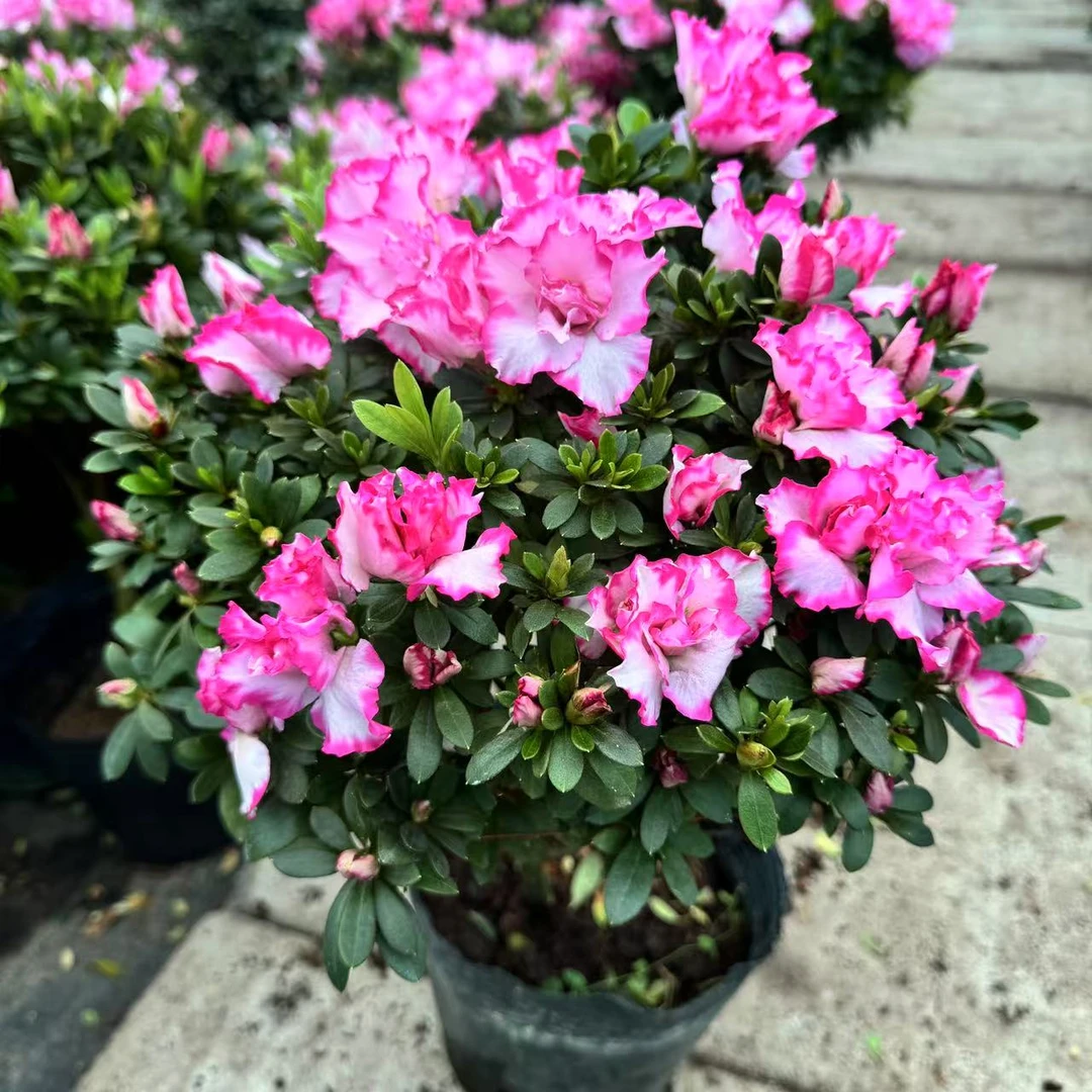 【粉西玛】贵妃西玛杜鹃花盆栽四季开花老桩好养的盆栽植物室内花