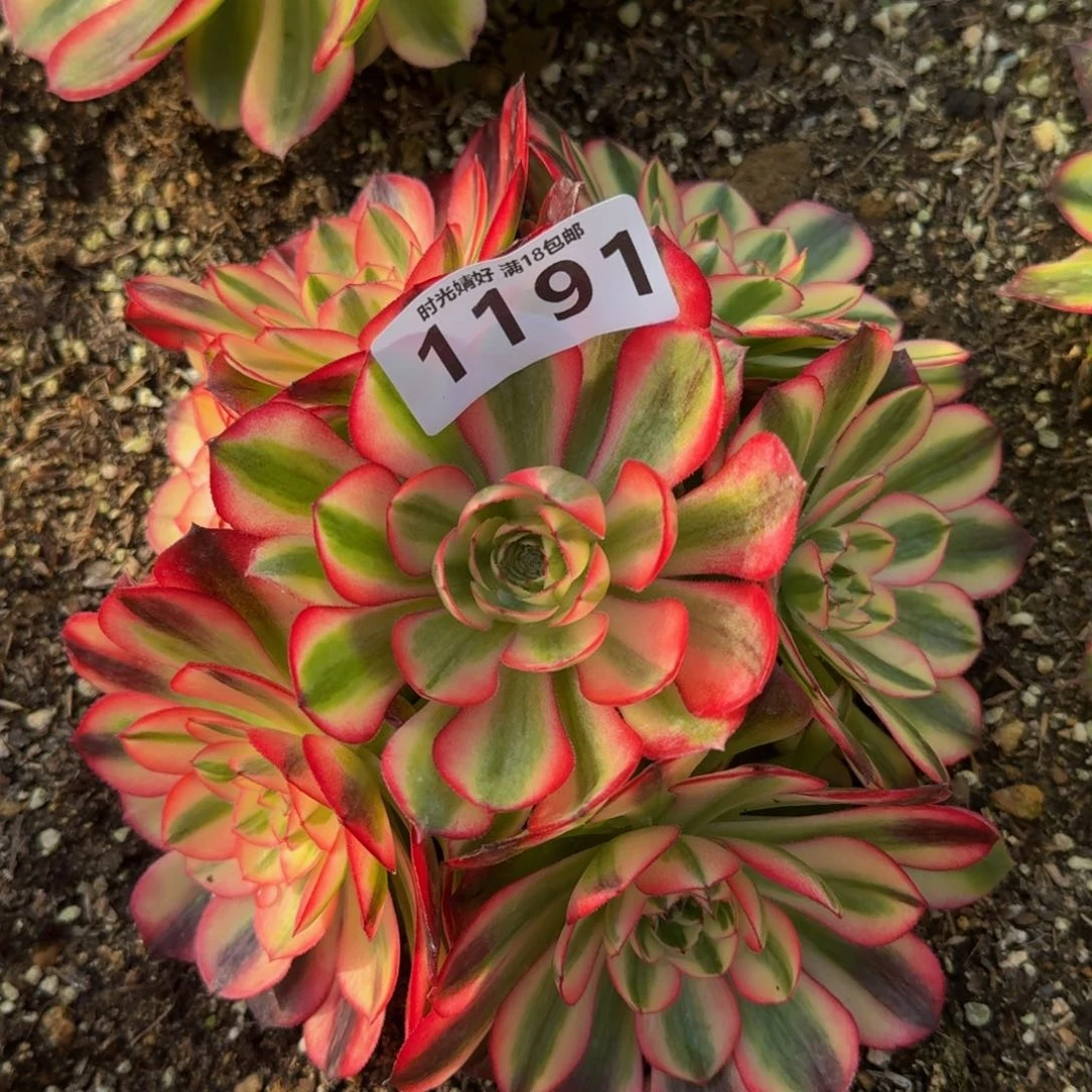 1191荔枝。多肉植物