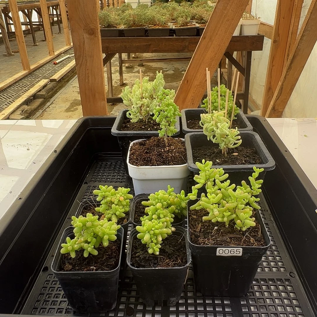 枝干番杏多肉植物366