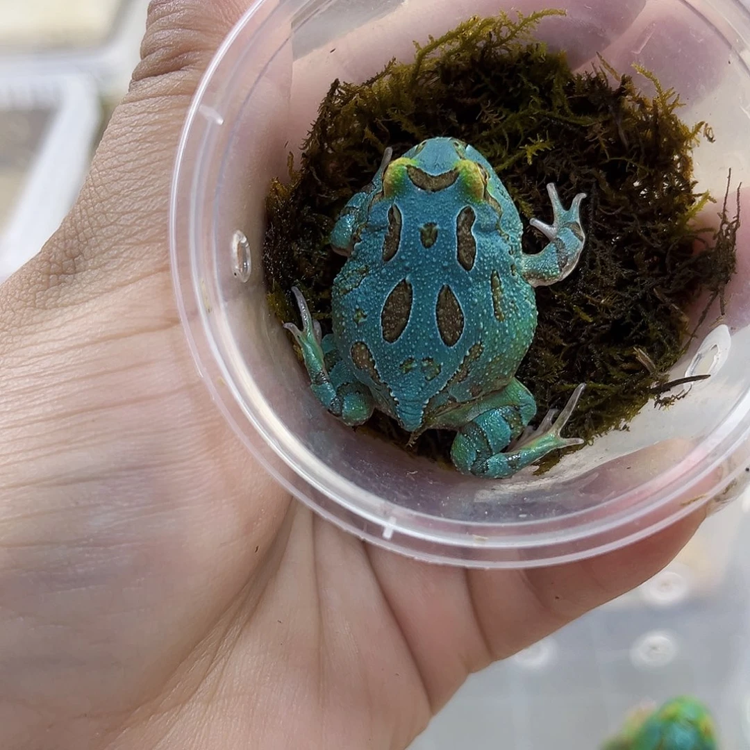 角蛙蓝薄荷角蛙专拍链接