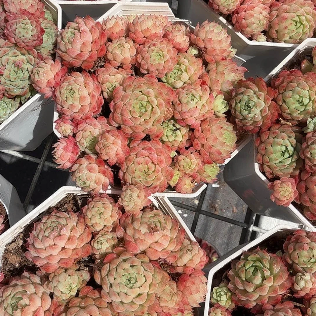 小红衣多肉植物精品