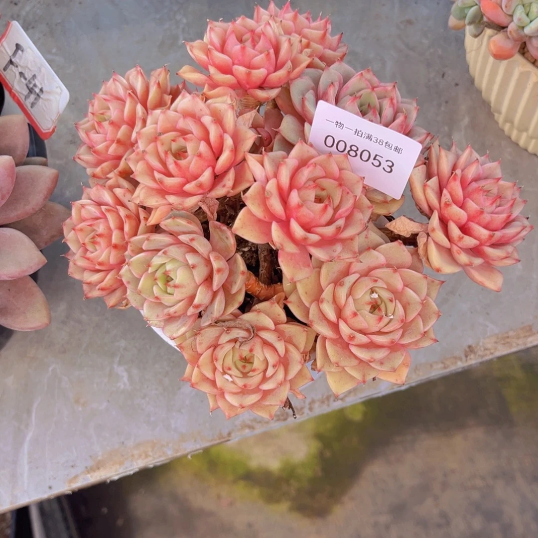 多肉一物一拍8053