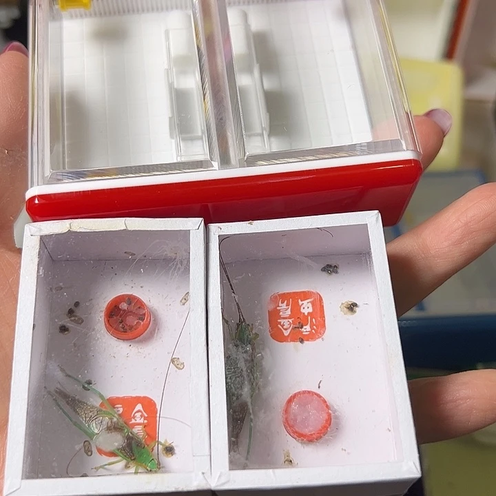 情***！蟋蟀哈哈哈哈哈哈哈哈哈哈哈哈