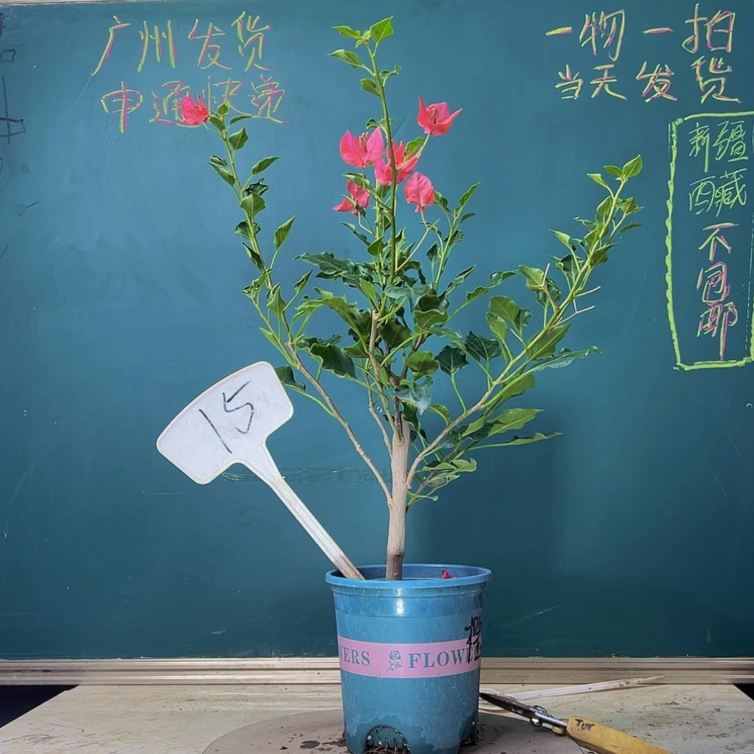 当前无花栽培后可以开花  橙美人  15