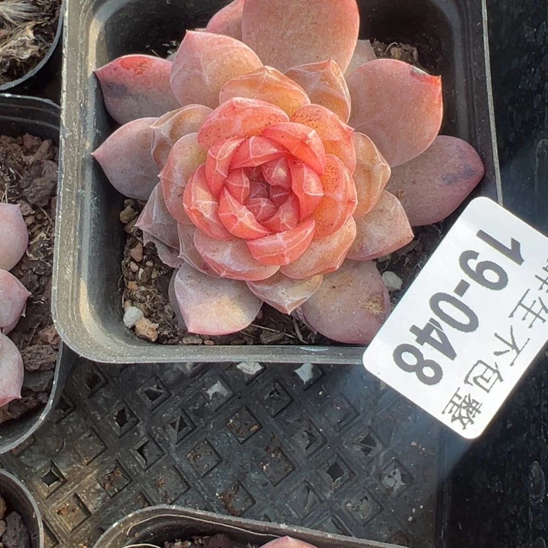 小卡拉米糖心一物一拍19-48