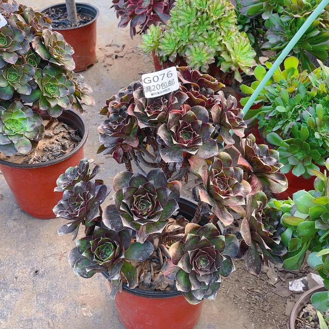 76魅金玫瑰多肉小损不包