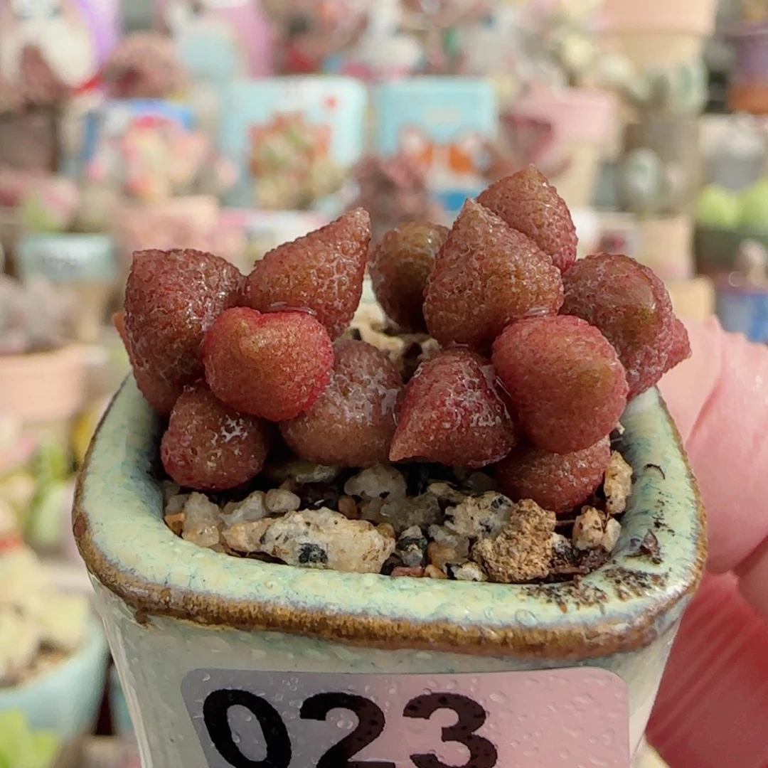 小辣椒水泡 盆口2.5cm