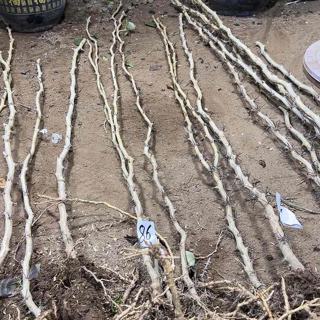 无花朵1.3米左右细的叶仙四颗编号86