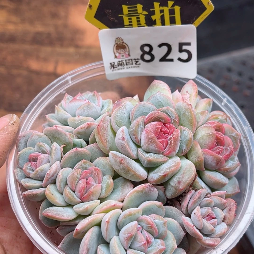 多肉植物多肉植物