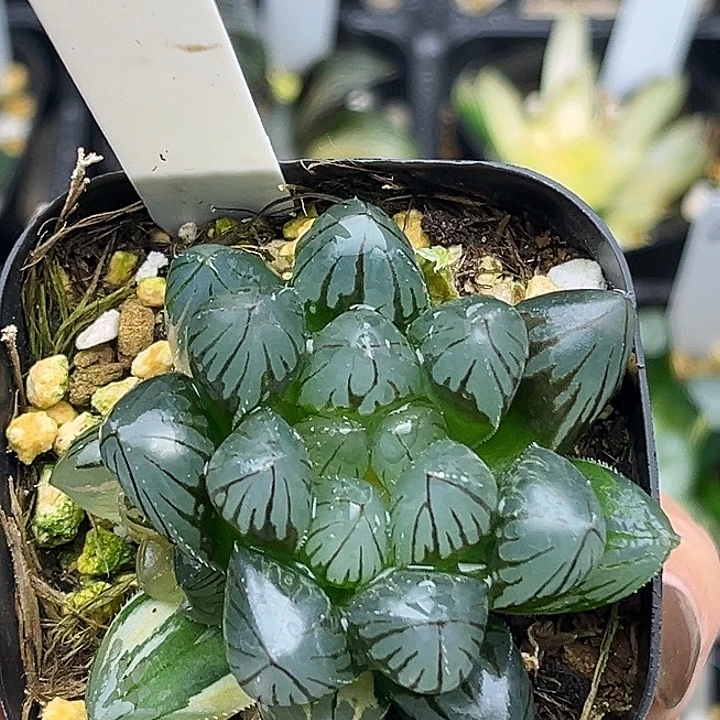 208双头龙爪玉露锦