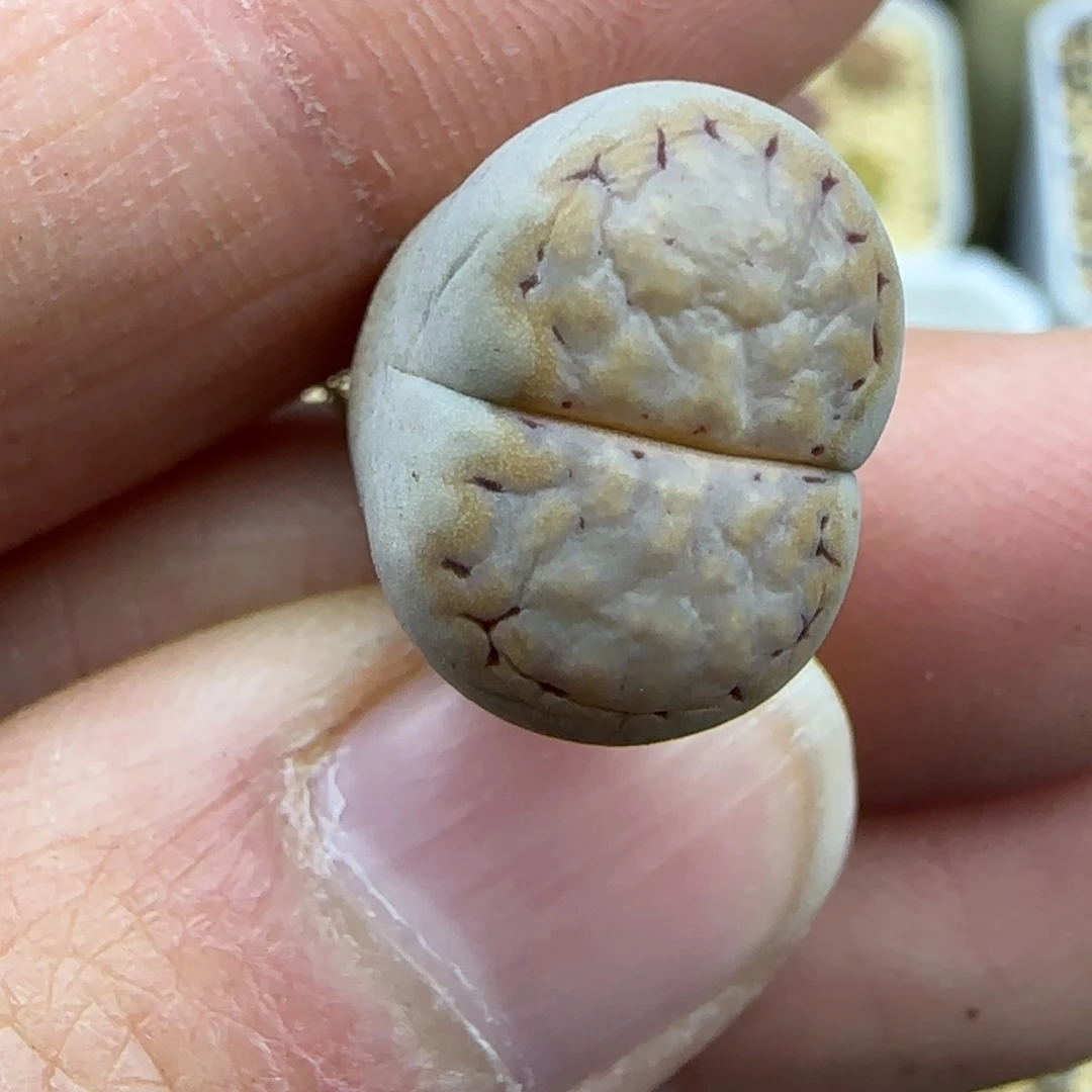 272饼干跨年福利30包邮