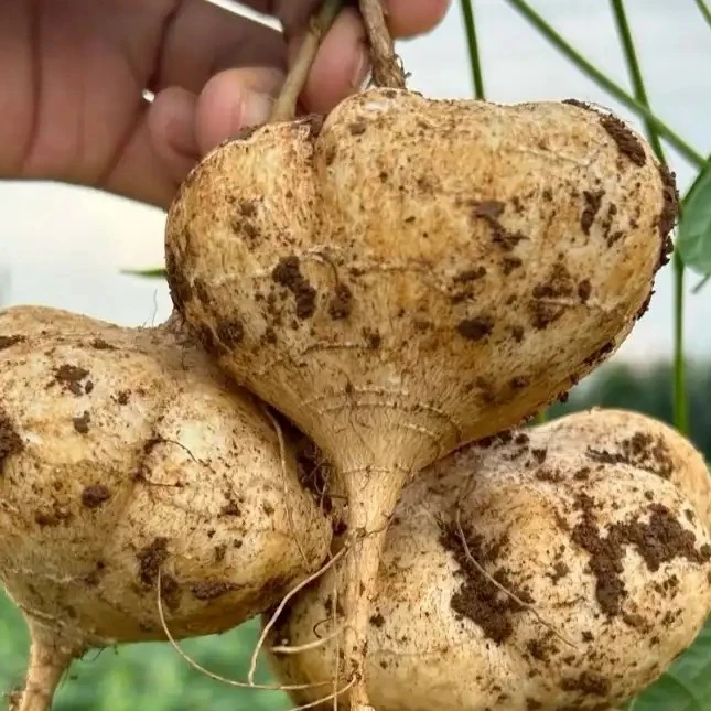 地萝卜现挖现卖水果新鲜现挖凉薯脆甜多汁白地瓜沙葛薯正宗【现挖】