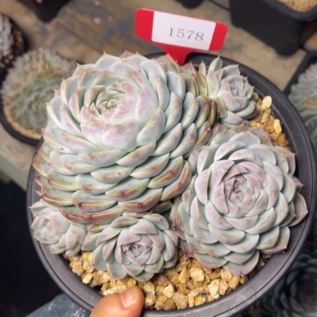 ?****?1578肉多么多么多么