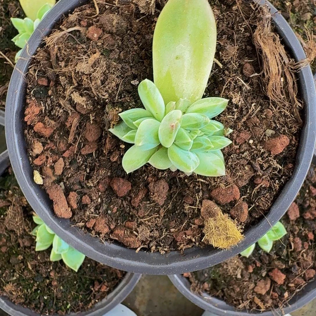 韦斯特曼 叶插 一物一拍