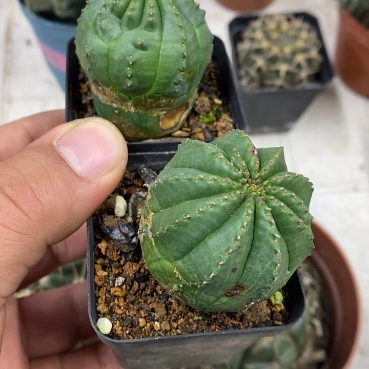泰布2颗特价福利特价