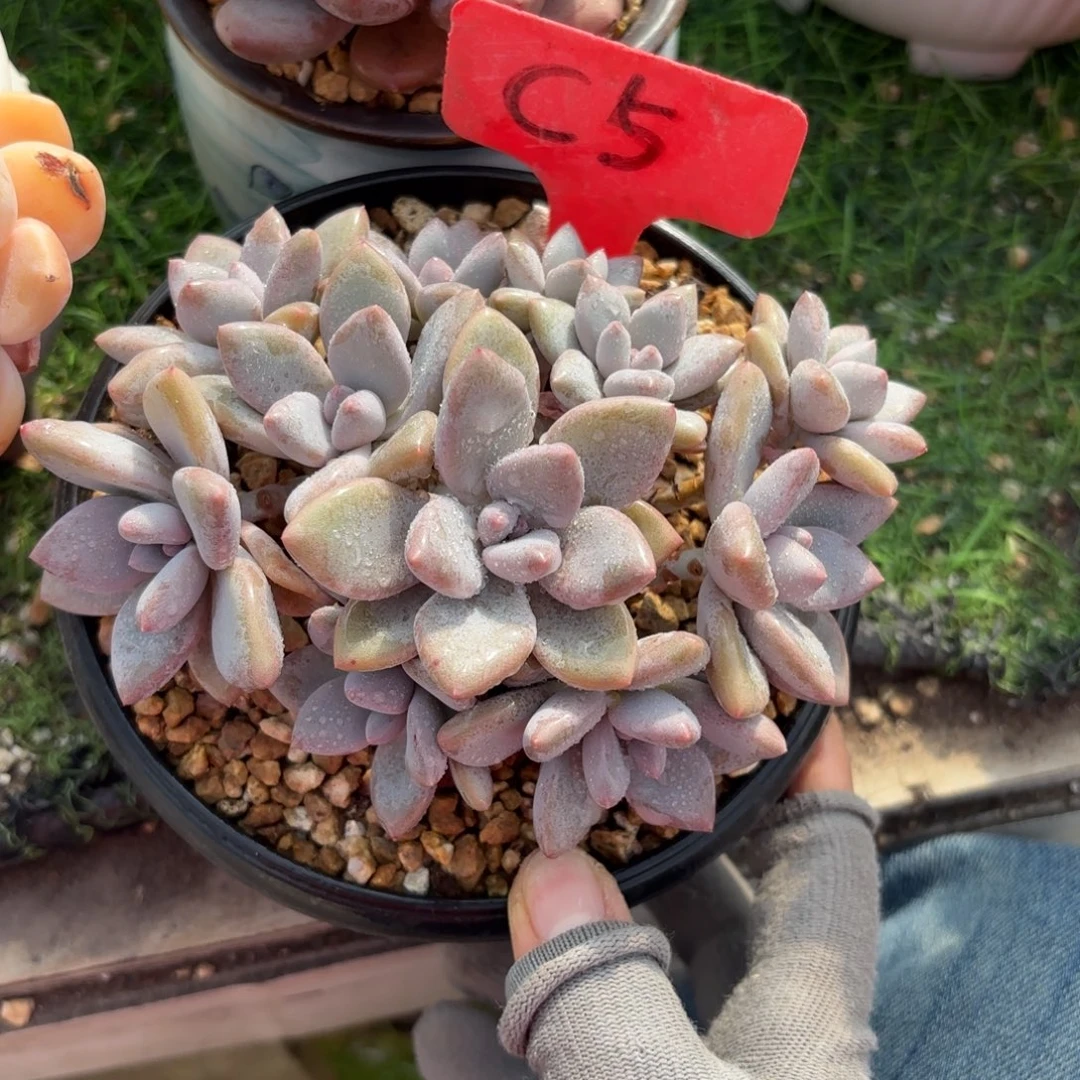 茉莉鸳鸯多肉11头8888