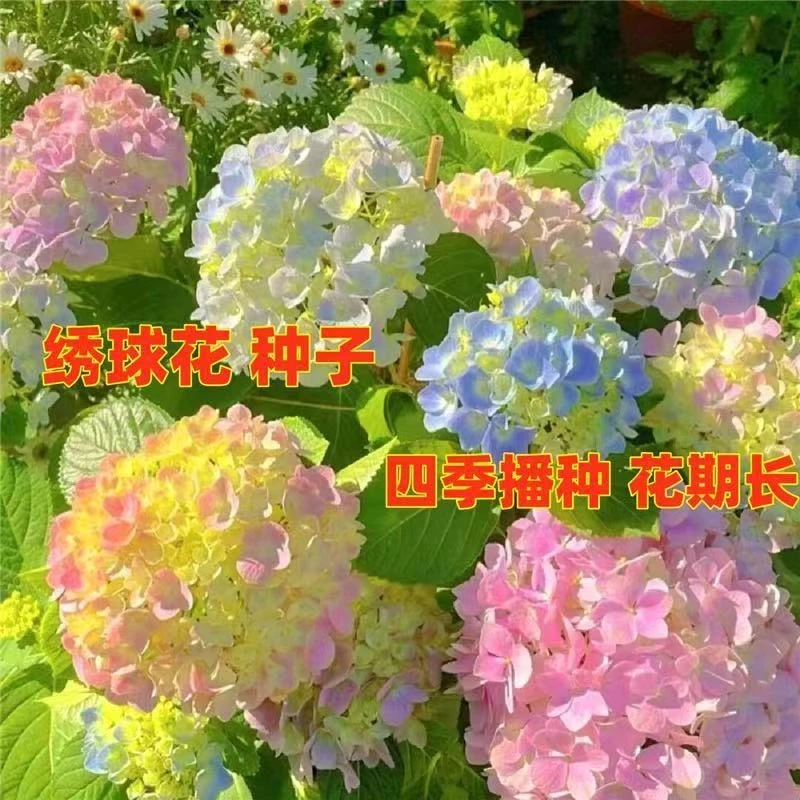 绣球花种子无尽夏绣球花花种籽子多年生花籽易活盆栽庭院四季种植