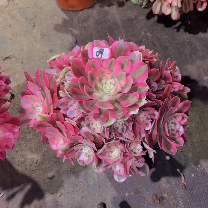 粉女巫法师多肉09