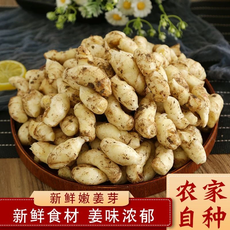 山东现挖新鲜嫩姜芽无丝非老姜黄姜【顺丰包邮】