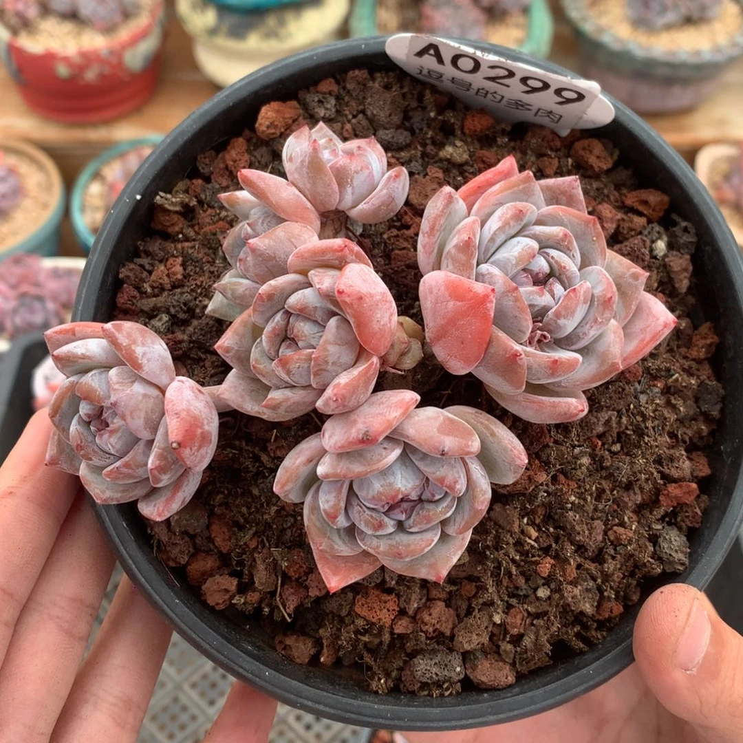 A0299 星影飘枝 粉底红心 有砍 11cm